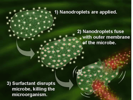 Imagen: Gotitas de nano-emulsión se fusionan con los patógenos, se libera la energía y la membrana del patógeno se desestabiliza (Foto cortesía NanoBio Corporation).
